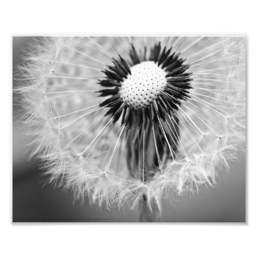 Die Samen von morgen Fotodruck (Vorne)