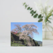 Die Sauerkirschblüte "Matabei Zakura" Postkarte (Stehend Vorderseite)
