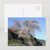 Die Sauerkirschblüte "Matabei Zakura" Postkarte (Vorne/Hinten)