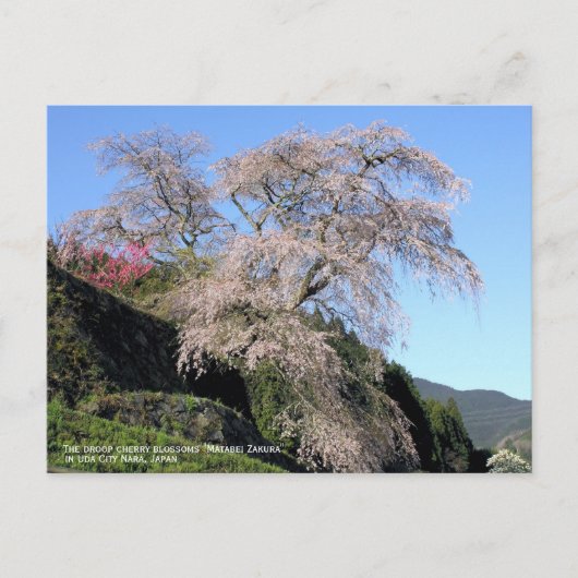 Die Sauerkirschblüte "Matabei Zakura" Postkarte (Vorderseite)