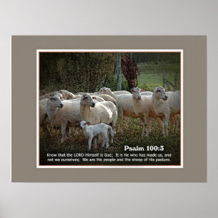 Die Schafe von seinem PasturewScripture Poster