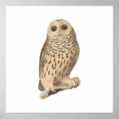 Die Schale (Ulula nebulosa) Poster (Vorne)