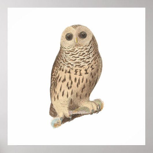Die Schale (Ulula nebulosa) Poster (Vorne)