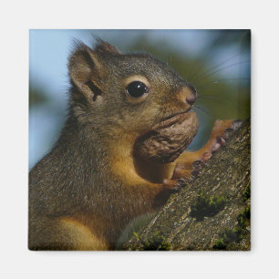 Die Schätze eines Chipmunks Magnet