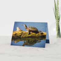 Die Schildkröte