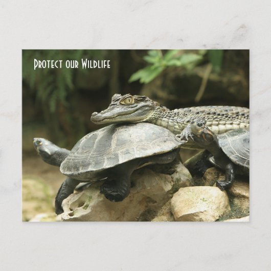 Die Schildkröte und die Krokodilkarte Postkarte (Vorderseite)