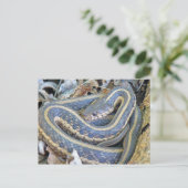 Die Schlange ist geschlossen. Postkarte (Stehend Vorderseite)