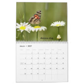 Die Schmetterlinge des Catskills Kalender (Mär 2027)