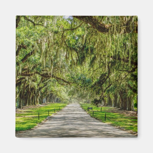 Die schöne Allee der Eichen Magnet (Vorne)