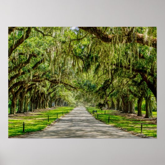 Die schöne Allee der Eichen Poster (Vorne)