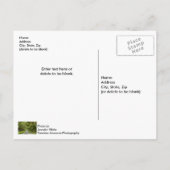 Die schöne Allee der Eichen Postkarte (Rückseite)