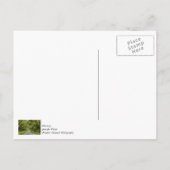 Die schöne Allee Oaks danke Ihnen Postcard Postkarte (Rückseite)