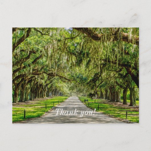 Die schöne Allee Oaks danke Ihnen Postcard Postkarte (Vorderseite)