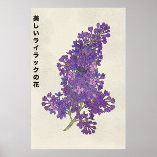 Die schöne Fliederblüte Poster