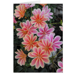 Die schöne Lewisia-Cotyledon