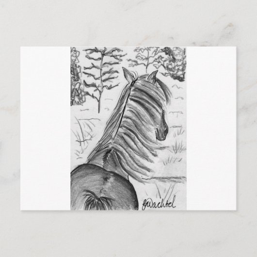 Die Schönheit der Pferde Nr.1 Postkarte (Vorderseite)