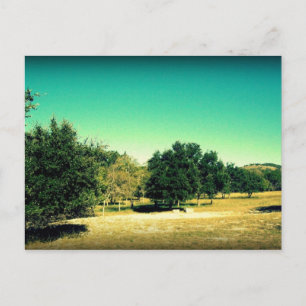 Die Schönheit der Postkarte von Bandera Texas #2