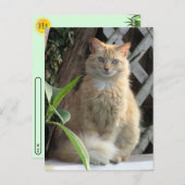 Die Schönheit der Stray Cat's Postcard verschieben Postkarte (Vorne/Hinten)