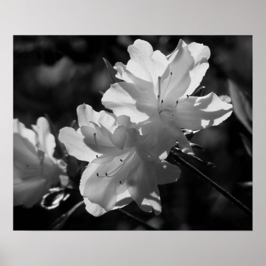 Die Schönheit des Frühlings Poster (Vorne)