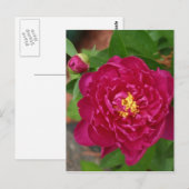 Die Schönheit des Frühlings Postkarte (Vorne/Hinten)