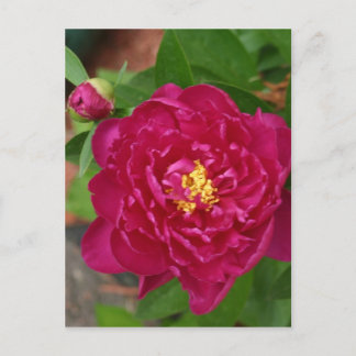 Die Schönheit des Frühlings Postkarte