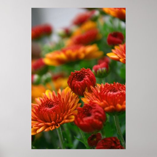 Die Schönheit des Herbstes Poster (Vorne)