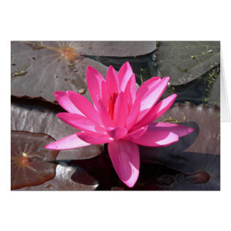 Die Schönheit des Lotus