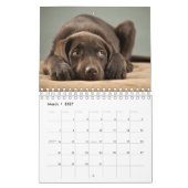 Die schönsten Welpen der Welt Kalender (Mär 2027)