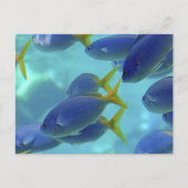 Die Schule ist aus! Postkarte (Vorderseite)