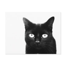 Die schwarze Katze