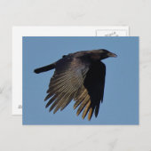 Die schwarze Kurve Postkarte (Vorne/Hinten)