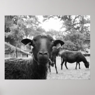 Die schwarzen Schafe Poster