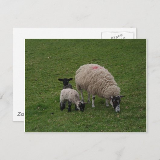 Die schwarzen Schafe Postkarte (Vorne/Hinten)