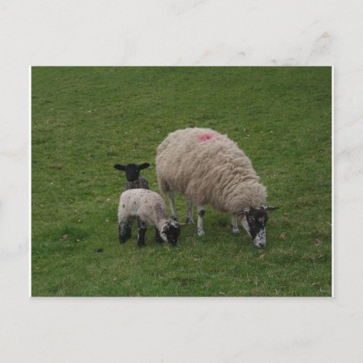 Die schwarzen Schafe Postkarte (Vorderseite)