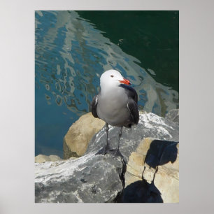 Die Seagull Larry Day Ken Gage Bird Fotografie Poster