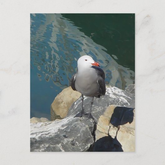 Die Seagull Larry Day Ken Gage Bird Fotografie Postkarte (Vorderseite)