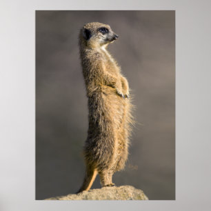 Die Sentry Print Poster