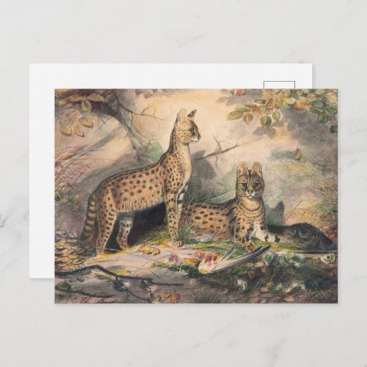 Die Serval von Joseph Wolf Postkarte (Vorne/Hinten)