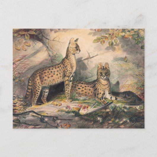 Die Serval von Joseph Wolf Postkarte (Vorderseite)