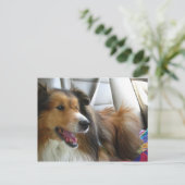 Die Sheltie im Auto Postkarte (Stehend Vorderseite)