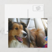 Die Sheltie im Auto Postkarte (Vorne/Hinten)