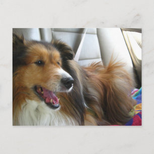 Die Sheltie im Auto Postkarte