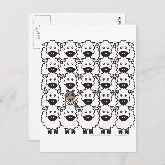 Die Sheltie im Schafe Postkarte (Vorne/Hinten)