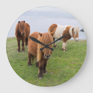 Die Shetlandinseln-Pony auf Weide nahe hohen Große Wanduhr