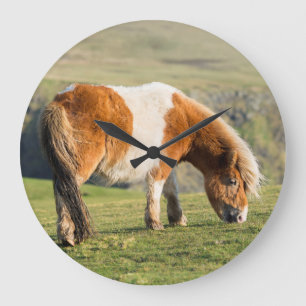 Die Shetlandinseln-Pony auf Weide nahe hohen Große Wanduhr