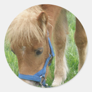 Die Shetlandinseln-Pony-Aufkleber Runder Aufkleber