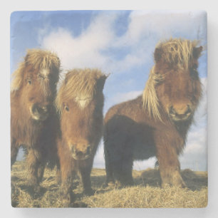 Die Shetlandinseln-Pony, Festland Shetland-Inseln, Steinuntersetzer