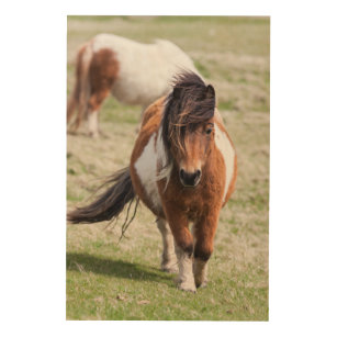 Die Shetlandinseln-Pony, Shetland-Inseln, Holzdruck