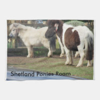 Die Shetlandinseln-Ponys durchstreifen