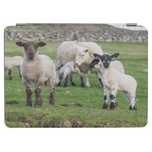 Die Shetlandinseln-Schafe 5 iPad Air Hülle